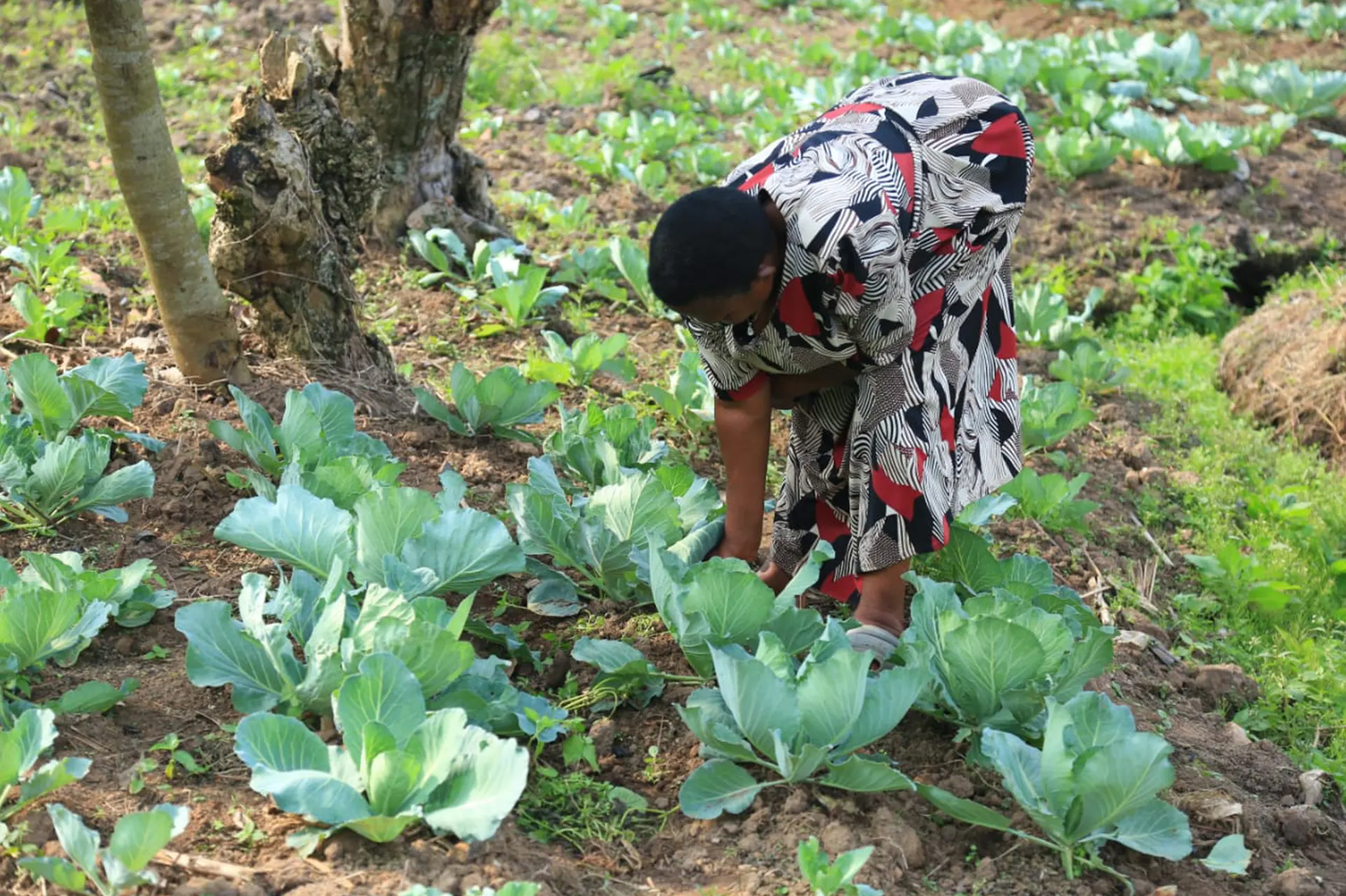 Horticulture Loan